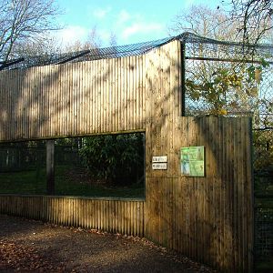 Serval enclosure at Howletts 26/11/09