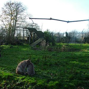 Lynx enclosure at Howletts 26/11/09