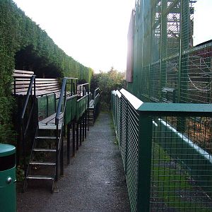 Kitchen Garden gorilla cages at Howletts 26/11/09