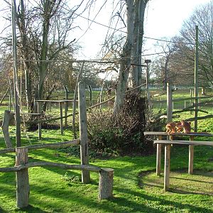 Open-topped Javan Langur exhibit at Howletts 26/11/09