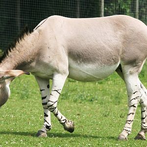 Somali wild ass; Marwell; 25th June 2008