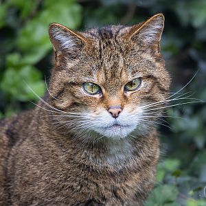 Scottish Wildcat (Rita) / Thrigby / 11-4-24