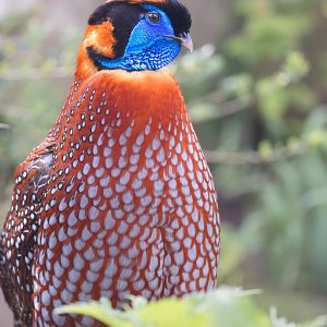Temminck's Tragopan / Thrigby / 11-4-24
