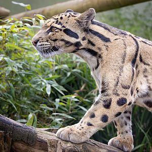 Clouded Leopard / Thrigby / 11-4-24