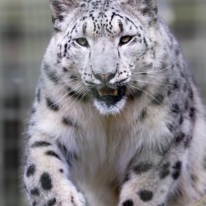 Snow Leopard (f) / Thrigby / 11-4-24