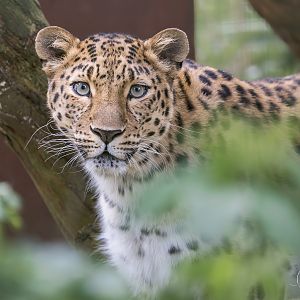Amur Leopard (f) / Thrigby / 11-4-24
