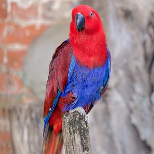 Eclectus Parrot / Thrigby / 11-4-24