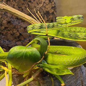 Asian Vine Snake (Ahaetulla prasina)