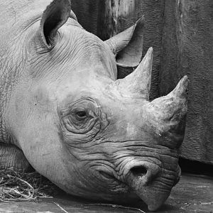 Black Rhino Portrait