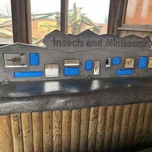 Meerkat enclosure - Mini Beast Display