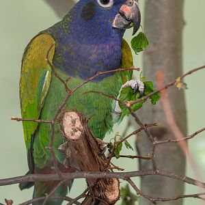 Blue-headed parrot (Pionus menstruus)