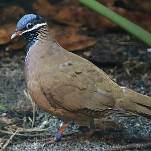 Blue-headed quail dove (Starnoenas cyanocephala)
