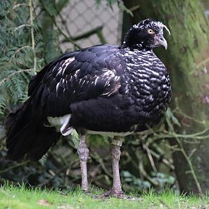 Horned screamer (Anhima cornuta)