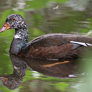 White-winged duck (Asarcornis scutulata)