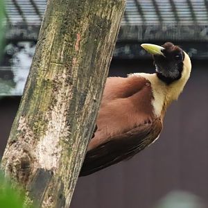 Red bird-of-paradise (Paradisaea rubra)