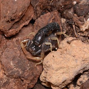 Micro scorpion (Orthochirus innesi)