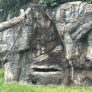 Africa Forest-Chimpanzee