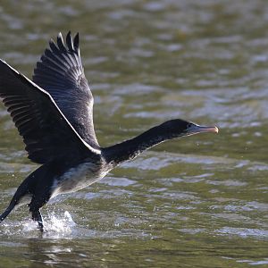New Zealand Pied Shag juvenile