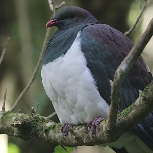 New Zealand Pigeon