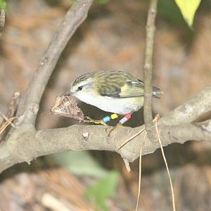 Titipounamu with moth