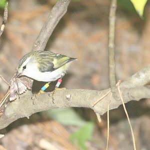 Titipounamu with moth