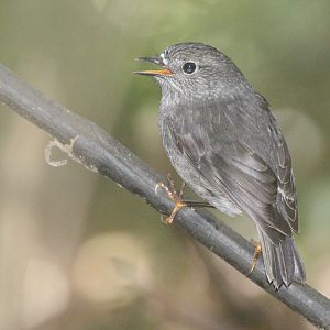 North Island Robin