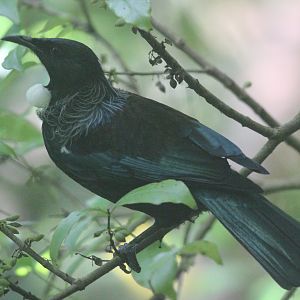 Tūī