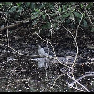 Meguro Institute of Nature Study | Birding, Wildlife Watching [Video Taken April 13th 2024] - YouTube