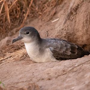 'Ua'u Kani at the Burrow