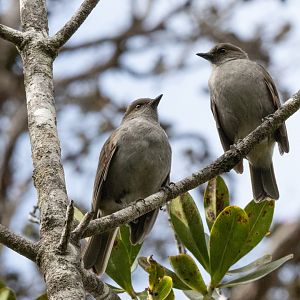 Pair of ʻŌmaʻo
