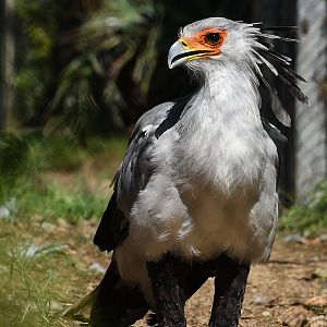 Secretary Bird