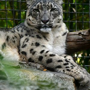 Snow Leopard