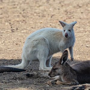 Albino Bennett's Wallaby