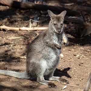 Bennett's Wallaby