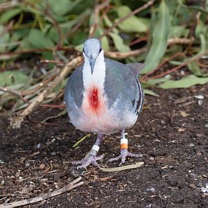 Bleeding Heart Pigeon