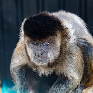 Brown Capuchin