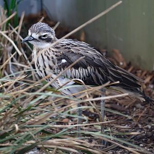 Bush Stone-curlew