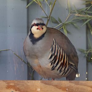 Chukar Partridge