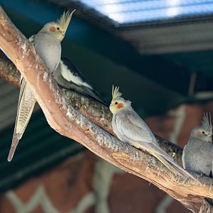 Cockatiels