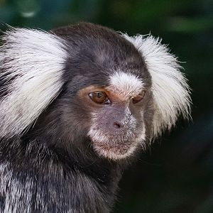 Common Marmoset