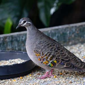 Common Bronzewing