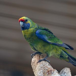 Green Rosella