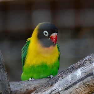 Masked Lovebird