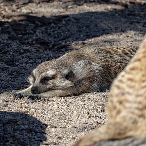 Meerkat