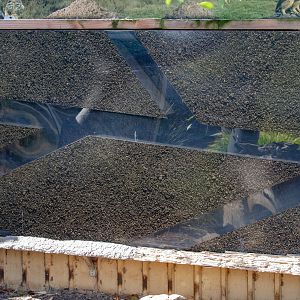 Meerkat Tunnels in a wall
