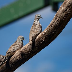 Peaceful Doves