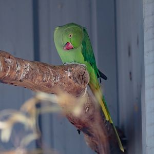 Ringneck Parrot