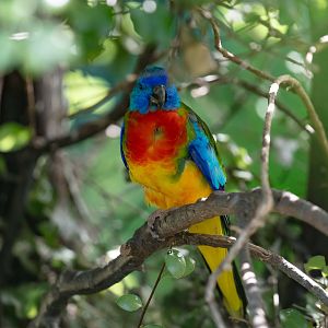 Scarlet-chested Parrot