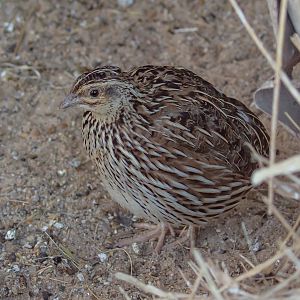 Stubble Quail