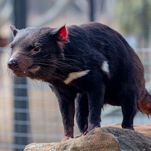 Tasmanian Devil